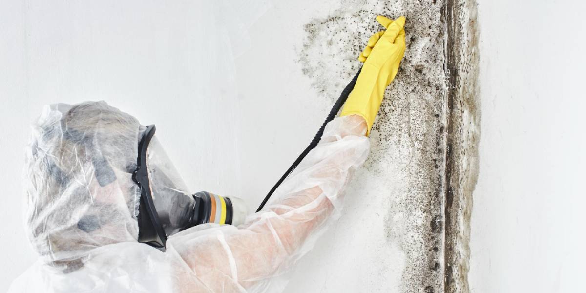 How to Get Rid of Mold: A Practical Guide for Homeowners